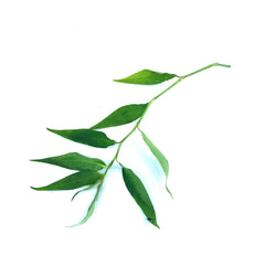 Laksa Leaf 50g