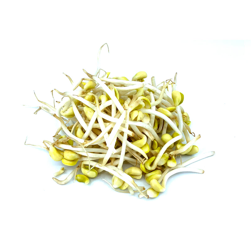 Soya Sprout 500g