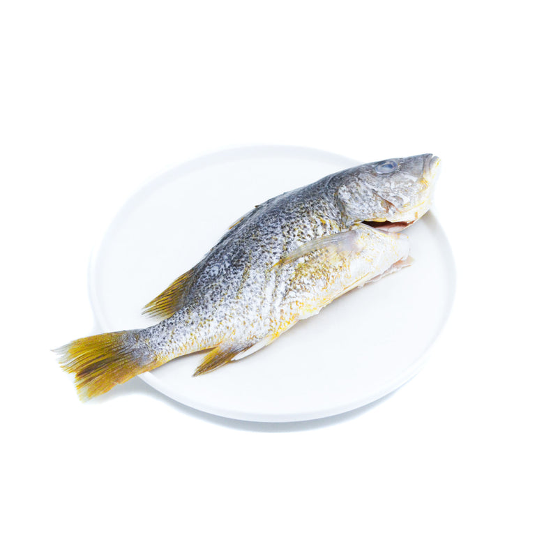 LACTOSEAFOOD® Golden Snapper (Whole)